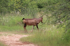 Alcelaphus buselaphus caama