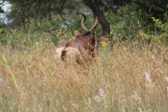 Alcelaphus buselaphus caama