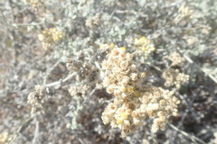 Helichrysum patulum