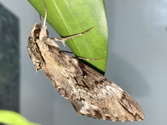 Psilogramma discistriga