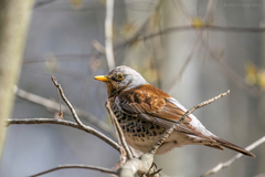 Turdus pilaris