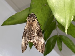 Psilogramma discistriga