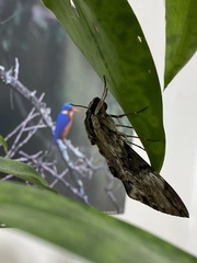 Psilogramma discistriga