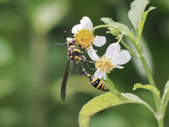 Phimenes flavopictus