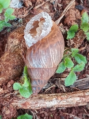Bulimulus
