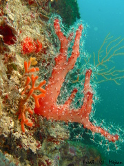 Alcyonium acaule