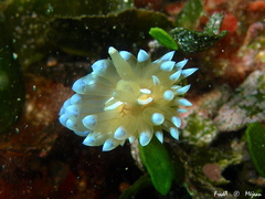 Antiopella cristata
