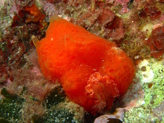Aplidium elegans