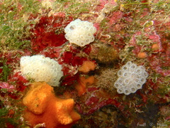 Botrylloides crystallinus