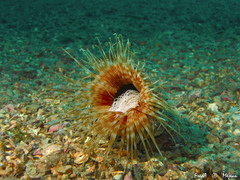 Cerianthus membranaceus