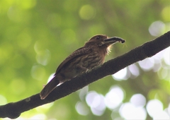Malacoptila panamensis