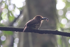 Malacoptila panamensis