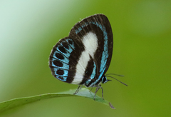 Danis regalis