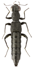 Stenus calcaratus
