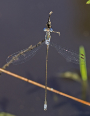 Lestes vidua