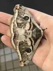 Saturnia pyretorum
