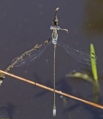 Lestes vidua