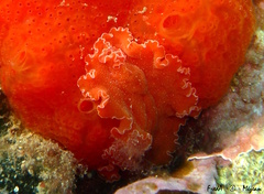 Yungia aurantiaca