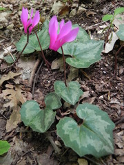 Cyclamen repandum