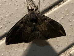 Ischyja