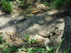 Tropidurus etheridgei