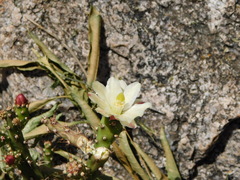 Opuntia salmiana