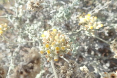 Helichrysum patulum
