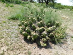 Trichocereus candicans