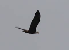 Haliaeetus leucocephalus