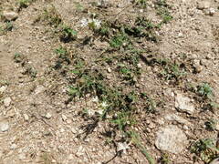 Glandularia platensis