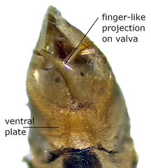 Eupithecia subapicata