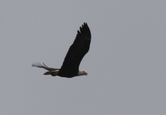 Haliaeetus leucocephalus