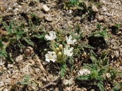 Glandularia platensis