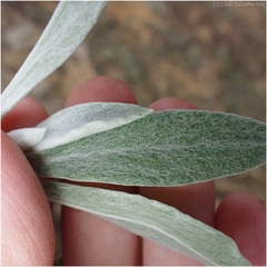 Pseudognaphalium microcephalum