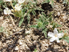 Glandularia platensis