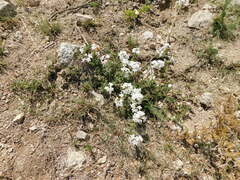 Glandularia platensis