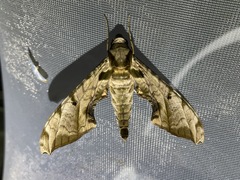 Protambulyx eurycles