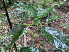 Ocotea bullata