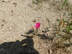 Portulaca eruca
