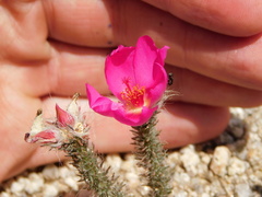 Portulaca eruca