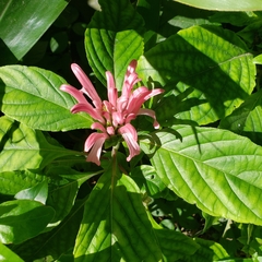 Justicia carnea