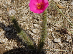 Portulaca eruca