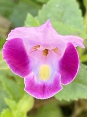 Torenia fournieri