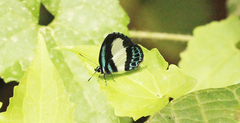 Psychonotis caelius