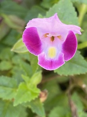 Torenia fournieri
