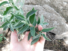 Solanum stuckertii