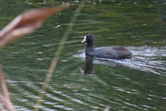 Fulica atra atra
