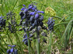 Muscari neglectum