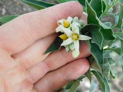 Solanum stuckertii
