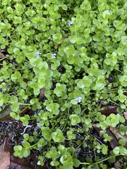 Plantaginaceae